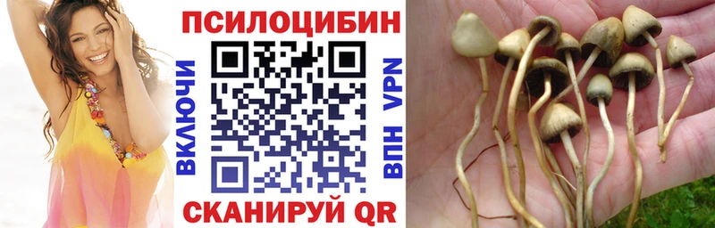 Купить  Дальнереченск  Псилоцибиновые грибы Psilocybe 